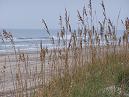 Ocracoke Island sea oats